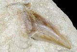 Otodus Shark Tooth Fossil in Rock - Eocene #174161-1